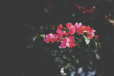 Close-up of pink flowers blooming outdoors