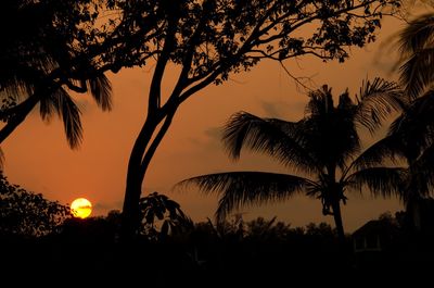 Silhouette of trees at sunset