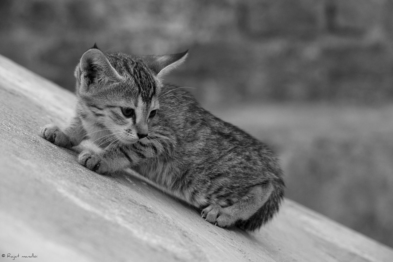 animal themes, one animal, domestic cat, mammal, feline, cat, pets, domestic animals, relaxation, whisker, focus on foreground, sitting, looking away, close-up, portrait, resting, alertness, selective focus, outdoors