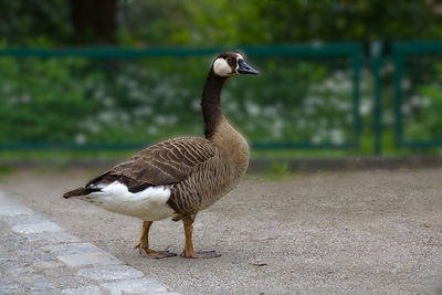 Side view of a bird on the land