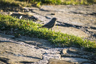 Bird perching on a field