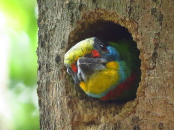 Close-up of parrot perching on tree trunk