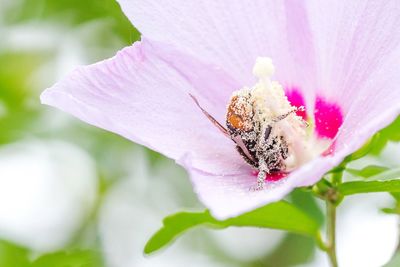 Close-up of pink flower