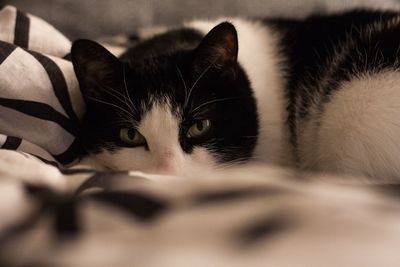 Close-up portrait of cat lying down on bed