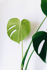 Close-up of green plant