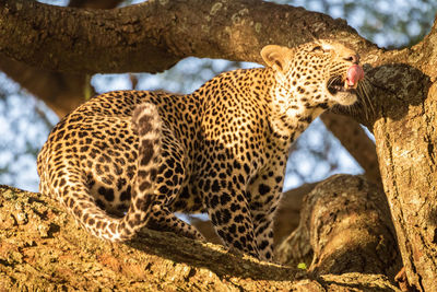 Close-up of leopard sitting on tree