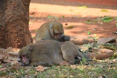 Close-up of monkeys in monkey cave, chiang rai, thailand