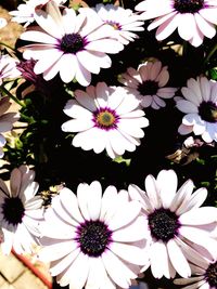 High angle view of daisy flowers