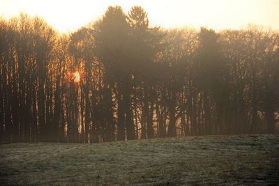 Trees on landscape against sky at sunset