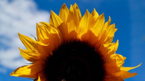 Close-up of sunflower against sky