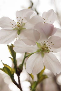 Close-up of white flowers blooming on tree