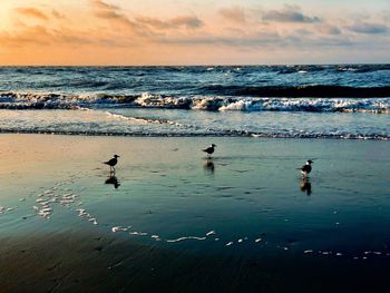 Seagulls on beach