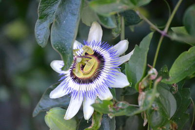 Close-up of purple flower in bloom