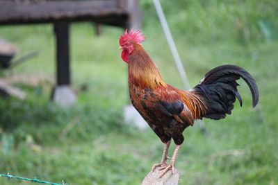 Close-up of rooster