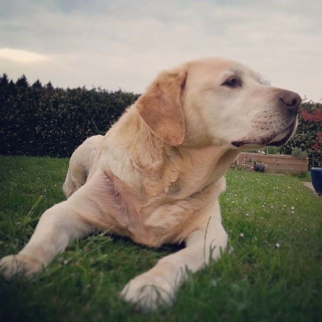 dog, pets, domestic animals, animal themes, one animal, mammal, grass, relaxation, sky, field, grassy, sitting, pet collar, focus on foreground, close-up, looking away, resting, lying down, day, lawn