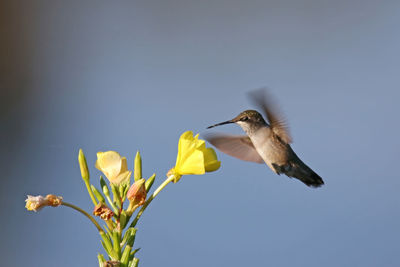 Bird flying over flower