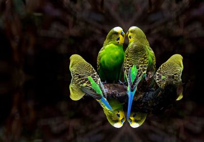 Close-up of parrot perching on leaf