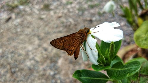 Close-up of butterfly on flower