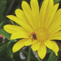 Close-up of bee on yellow flower