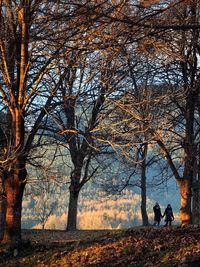 Bare trees in forest