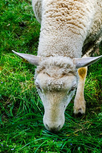 Sheep grazing in a field