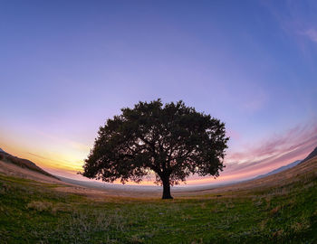 Tree on field against sky during sunset