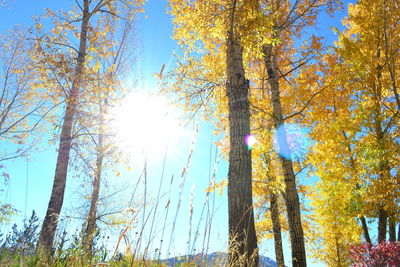 Low angle view of trees against blue sky