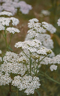 Close-up of white flowering plant