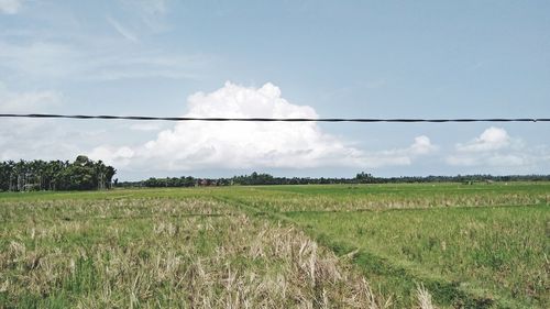 Scenic view of agricultural field against sky