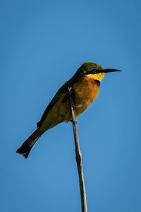 Little bee-eater in profile on dead branch