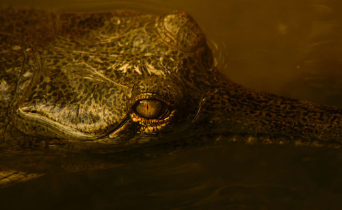 Close-up of turtle swimming in water