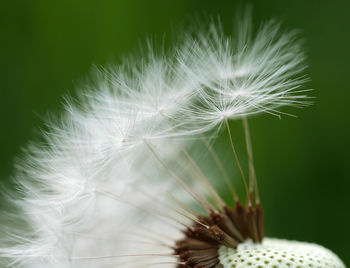 Close-up of dandelion on plant