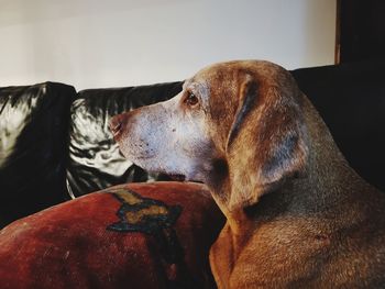 Close-up of dog looking away at home