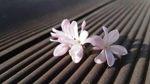 Close-up of white flowering plant