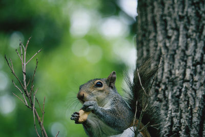 Close-up of squirrel on tree trunk