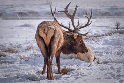 View of deer on snow covered field