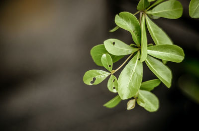 Close-up of plant