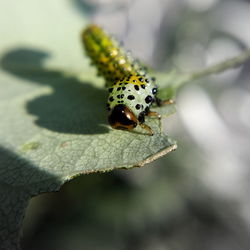 Close-up of insect on leaf