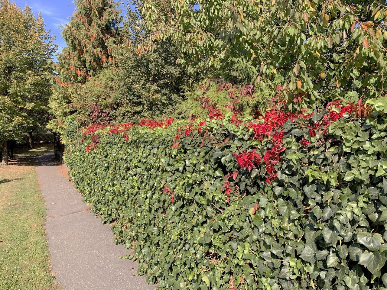 RED FLOWERING PLANTS IN PARK