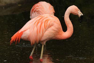 Close-up of flamingoes