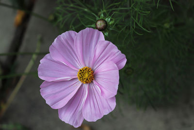 Close-up of pink cosmos flower