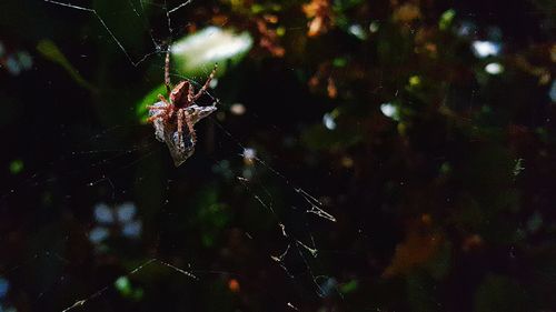 Close-up of spider web on plant