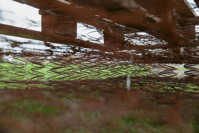 Close-up of plants growing on field