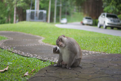 Monkey on a footpath