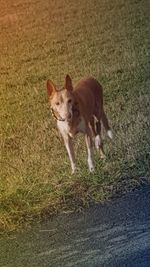 Portrait of dog on field