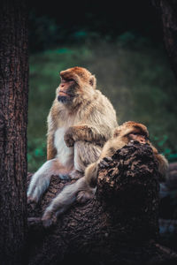 Monkey sitting on tree trunk