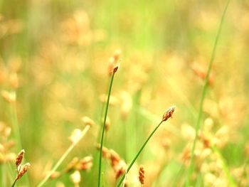 Close-up of flowering plant on land