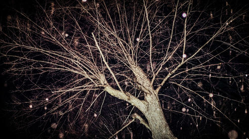 Firework display over bare trees at night