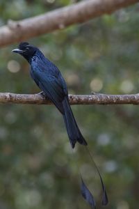 Close-up of bird perching on branch