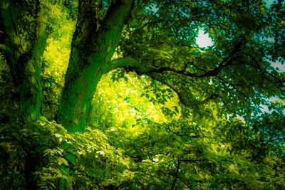 Low angle view of trees